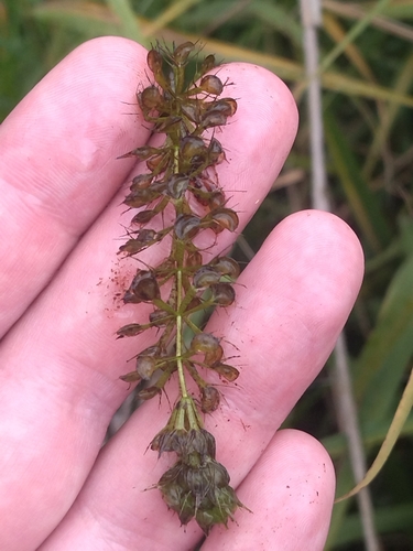 Waterwheel Plant (Aldrovanda vesiculosa)