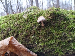 Psathyrellaceae