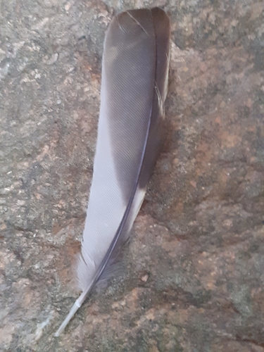 Plume de Pinson des arbres