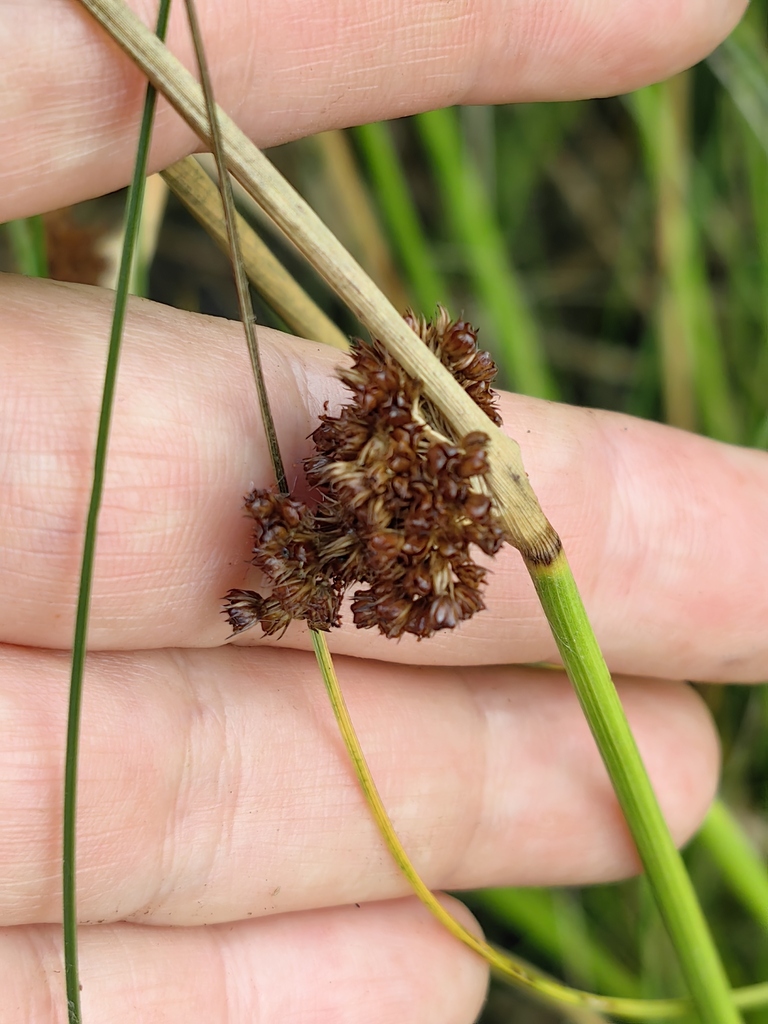 Juncus