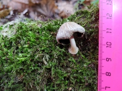 Psathyrellaceae