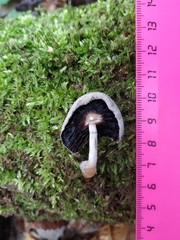 Psathyrellaceae