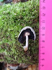 Psathyrellaceae