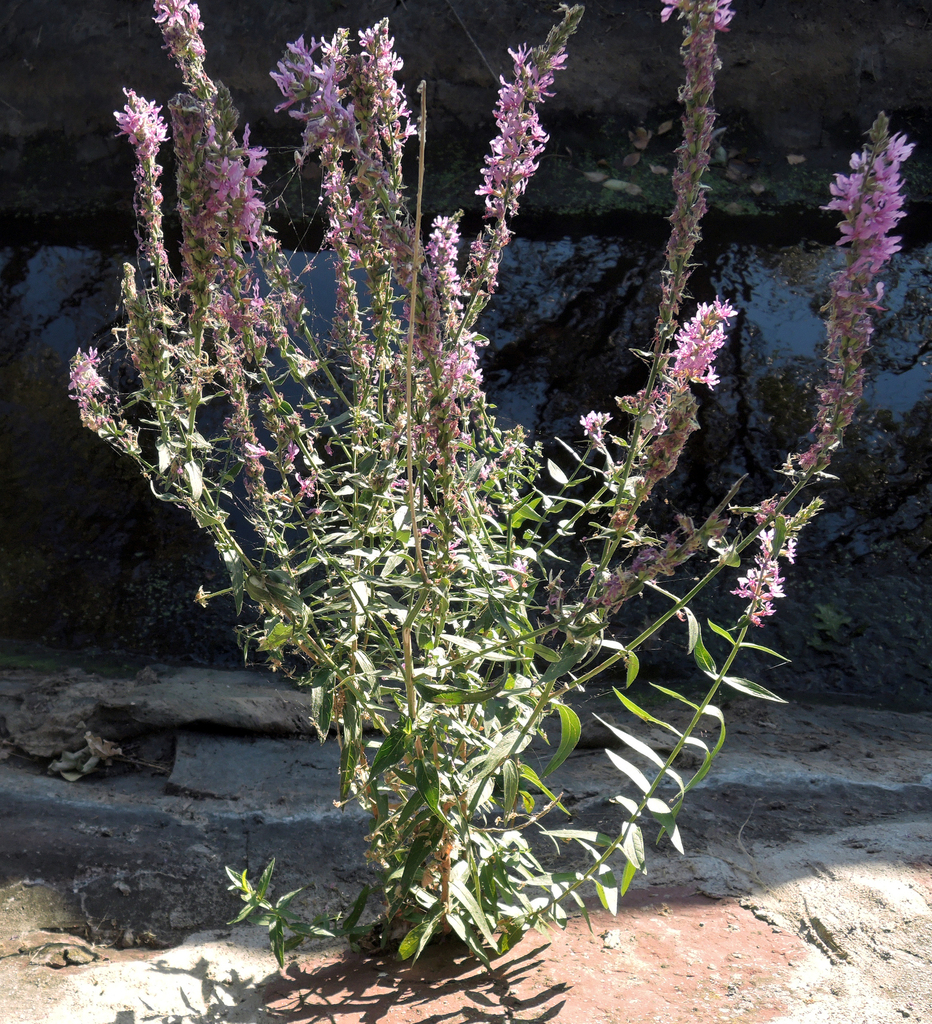 Lythrum salicaria