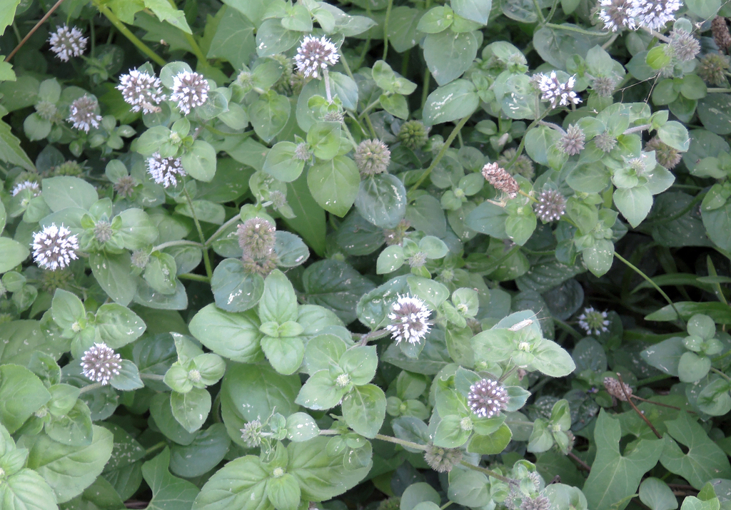Mentha aquatica