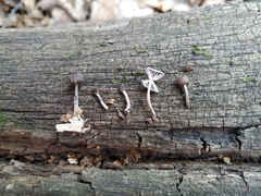 Mycena