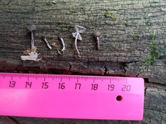 Mycena