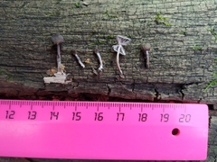Mycena