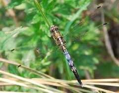 Orthetrum albistylum