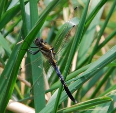Orthetrum albistylum