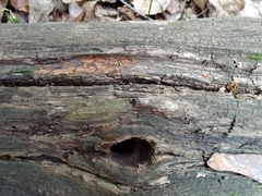 Hymenochaete