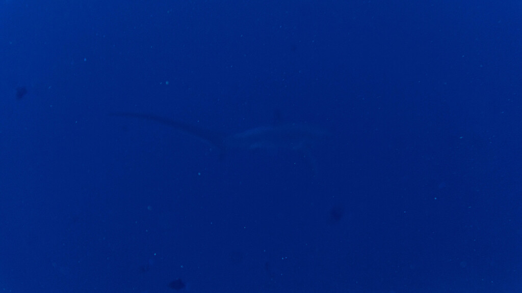 Cucut pedang (Alopias pelagicus)