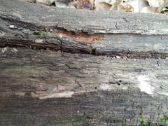 Hymenochaete