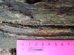 Hymenochaete