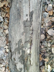 Fungi