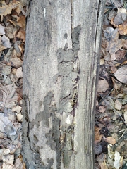 Fungi