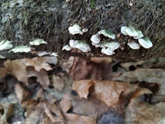 Steccherinum