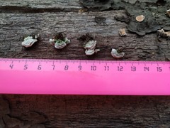 Steccherinum