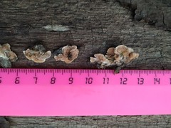 Steccherinum