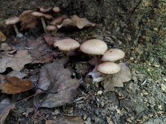 Fungi