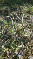 Opuntia pumila
