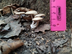 Fungi