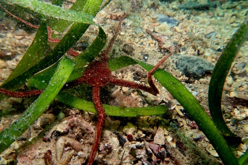 Ophiomyxa australis observed 2025-08-24
