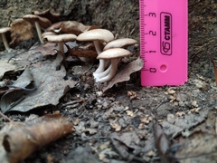 Fungi