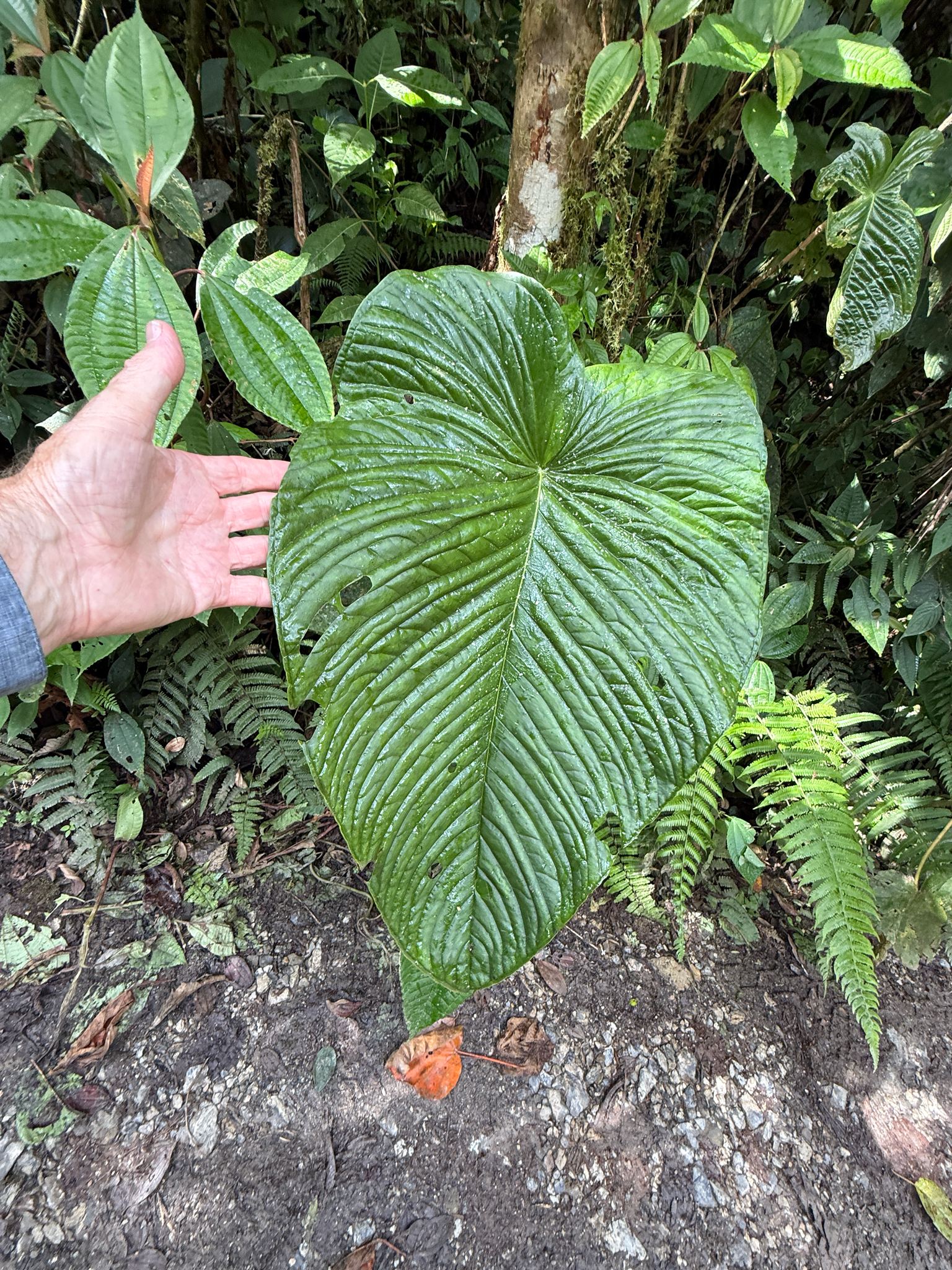 Anthurium cuspidatum Mast.