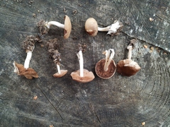 Fungi