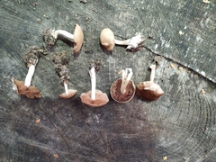 Fungi
