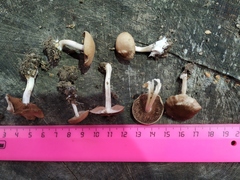 Fungi