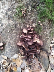 Fungi
