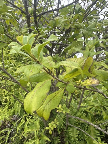 Coprosma kauensis observed 2025-08-06