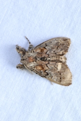 Dasychira dorsipennata