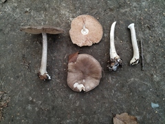 Pluteus cervinus