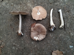 Pluteus cervinus