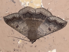 Ericeia