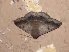 Ericeia