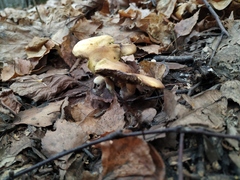 Hypholoma