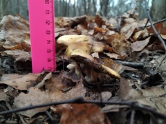 Hypholoma