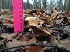 Hypholoma