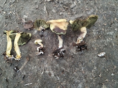 Hypholoma