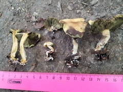 Hypholoma