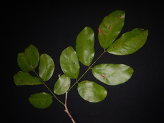 Intsia palembanica