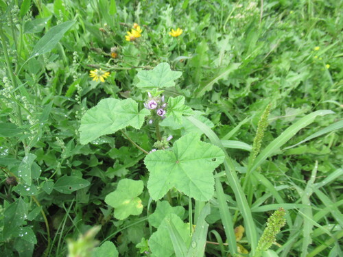 Cluster mallow (Malva verticillata)