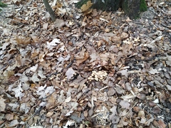 Hypholoma
