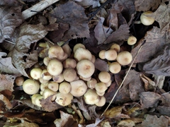 Hypholoma