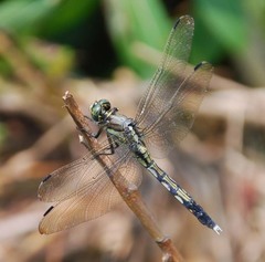 Orthetrum albistylum
