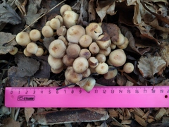 Hypholoma